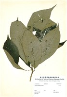 藏品(水冬哥)的圖片